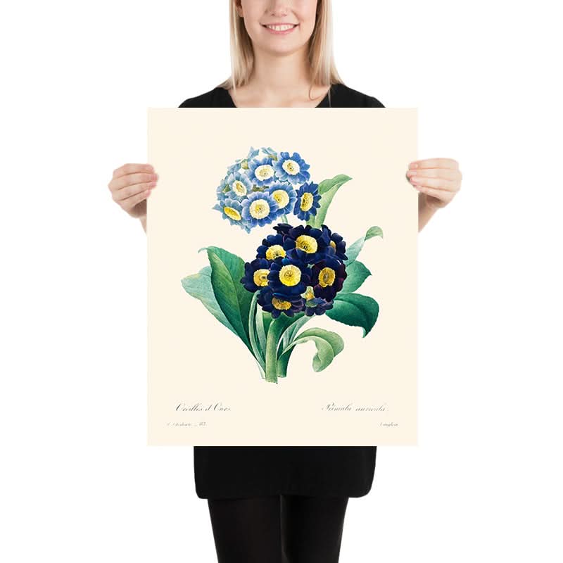 Primula Cowslip di Pierre-Joseph Redouté, 1802 