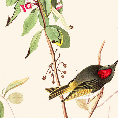 Ruby crowned Wren by John James Audubon 1827