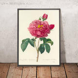 Gallic Rose (Rosa gallica aureliensis, Plate 90) by Pierre Joseph Redouté, 1827