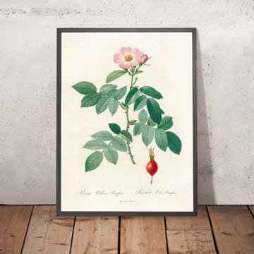 A framed image of Apple Rose (Rosa villosa pomifera) by Pierre Joseph Redouté, 1817