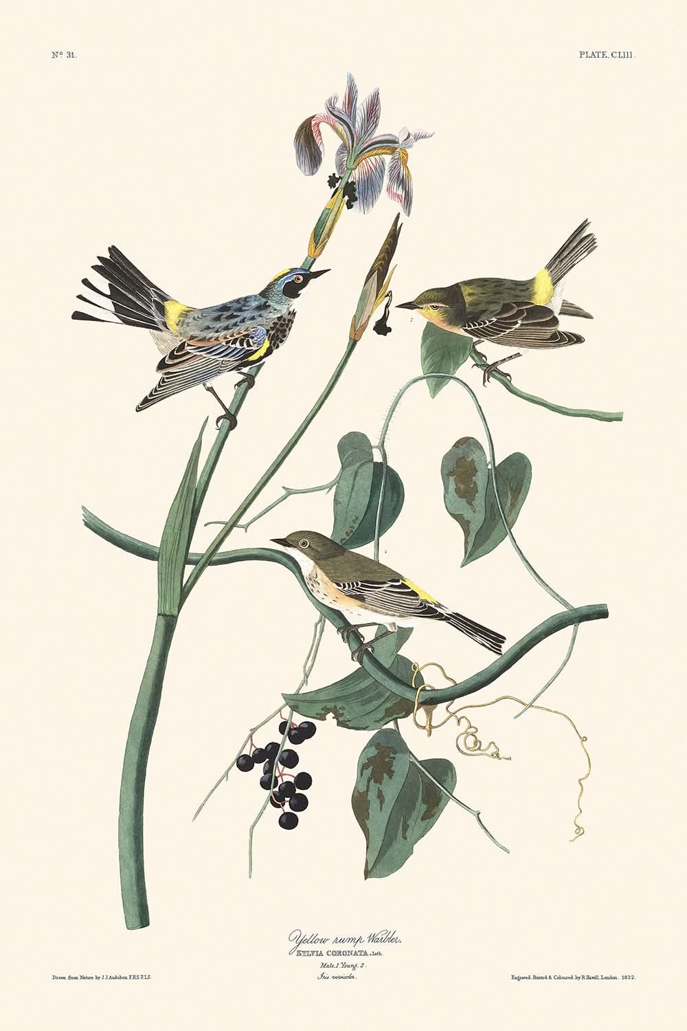 Reinita de corona amarilla, de John James Audubon, 1827