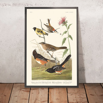 Fringuello color castagno, Siskin dal capo nero, Bunting con corona nera, Fringuello artico di terra di John James Audubon, 1827 