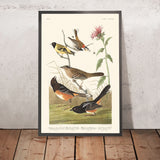 Kastanienfarbener Fink, Schwarz-köpfiger Siskin, Schwarz gekrönter Buntings, Arktischer Bodenfink von John James Audubon, 1827 