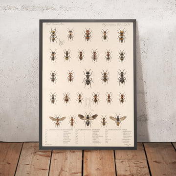 A framed image of 