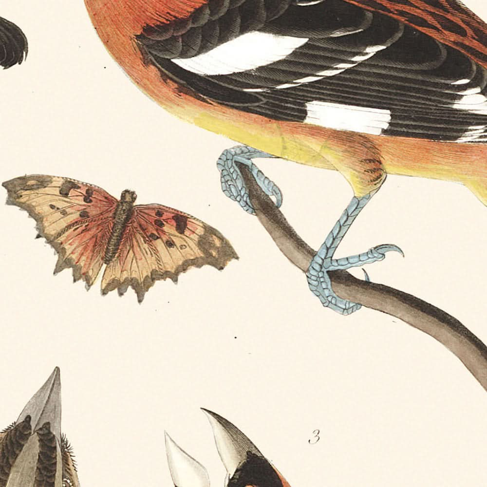 Abendkernbeißer und Fleckenkernbeißer von John James Audubon, 1827