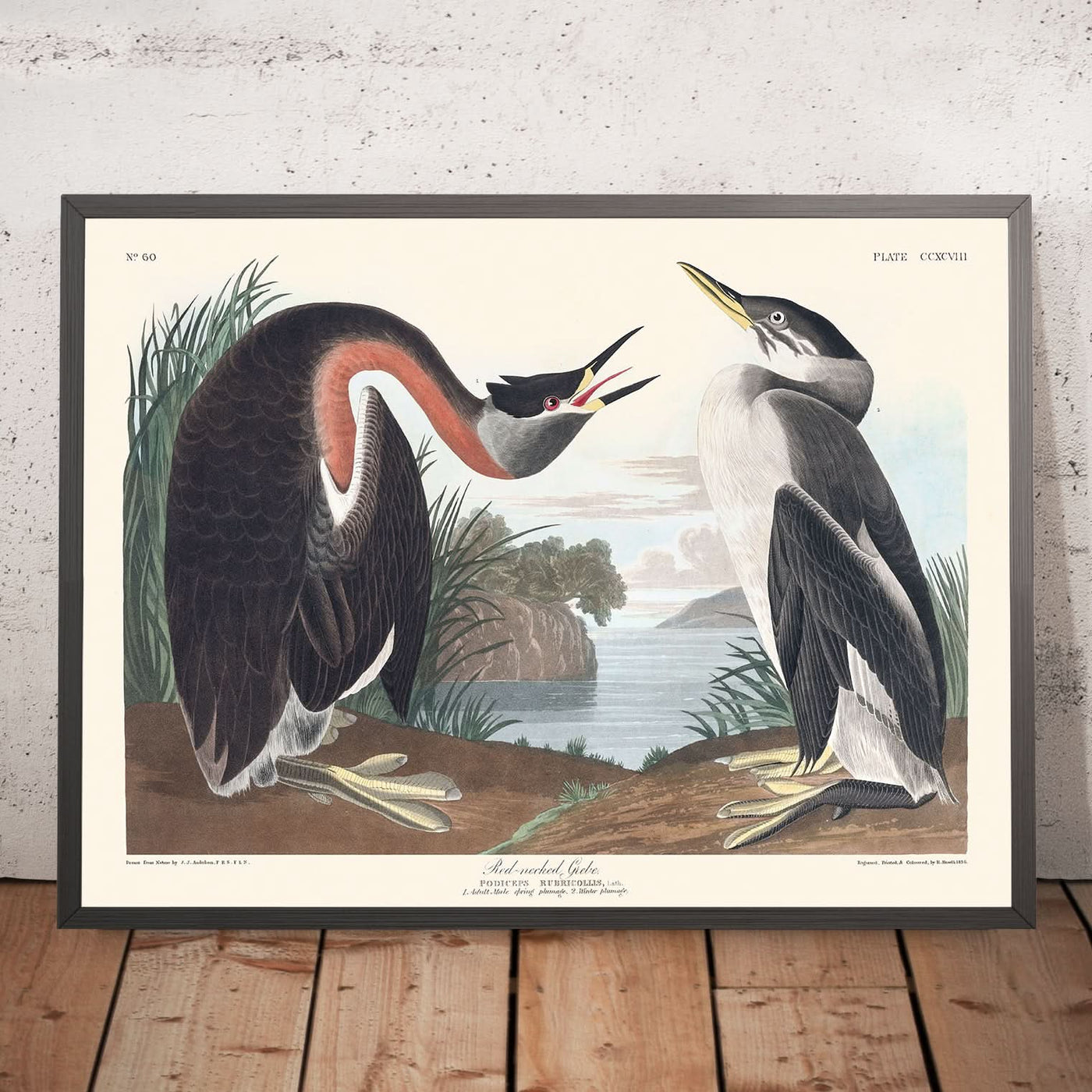 Zampullín cuellirrojo, de John James Audubon, 1827