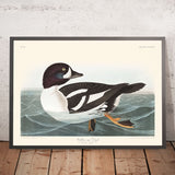 Goldaugenente (Tafel 403) von John James Audubon, 1827 