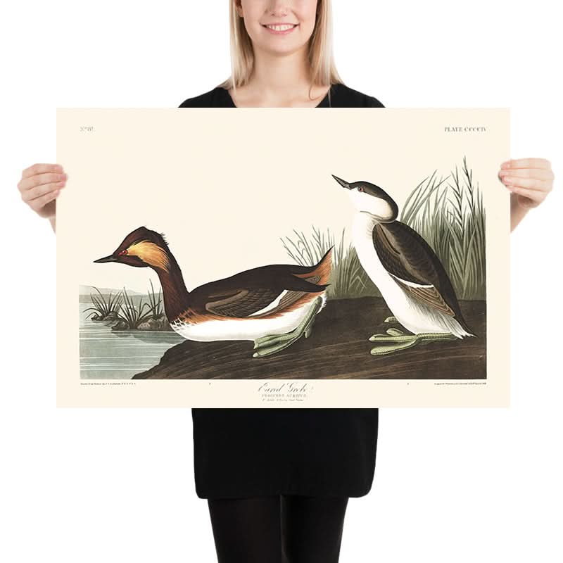 Grebe con orecchie di John James Audubon, 1827 