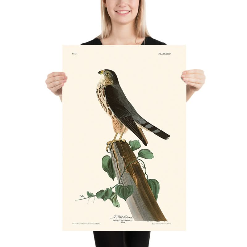 Der kleine Kaporal (Merlin) von John James Audubon, 1827 