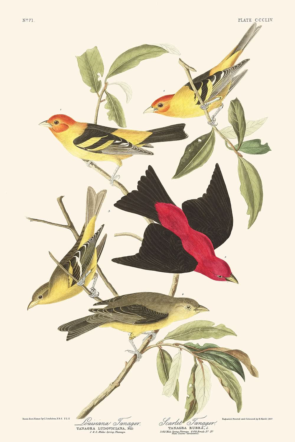 Louisiana-Tangare und Scharlachtangare von John James Audubon, 1827 