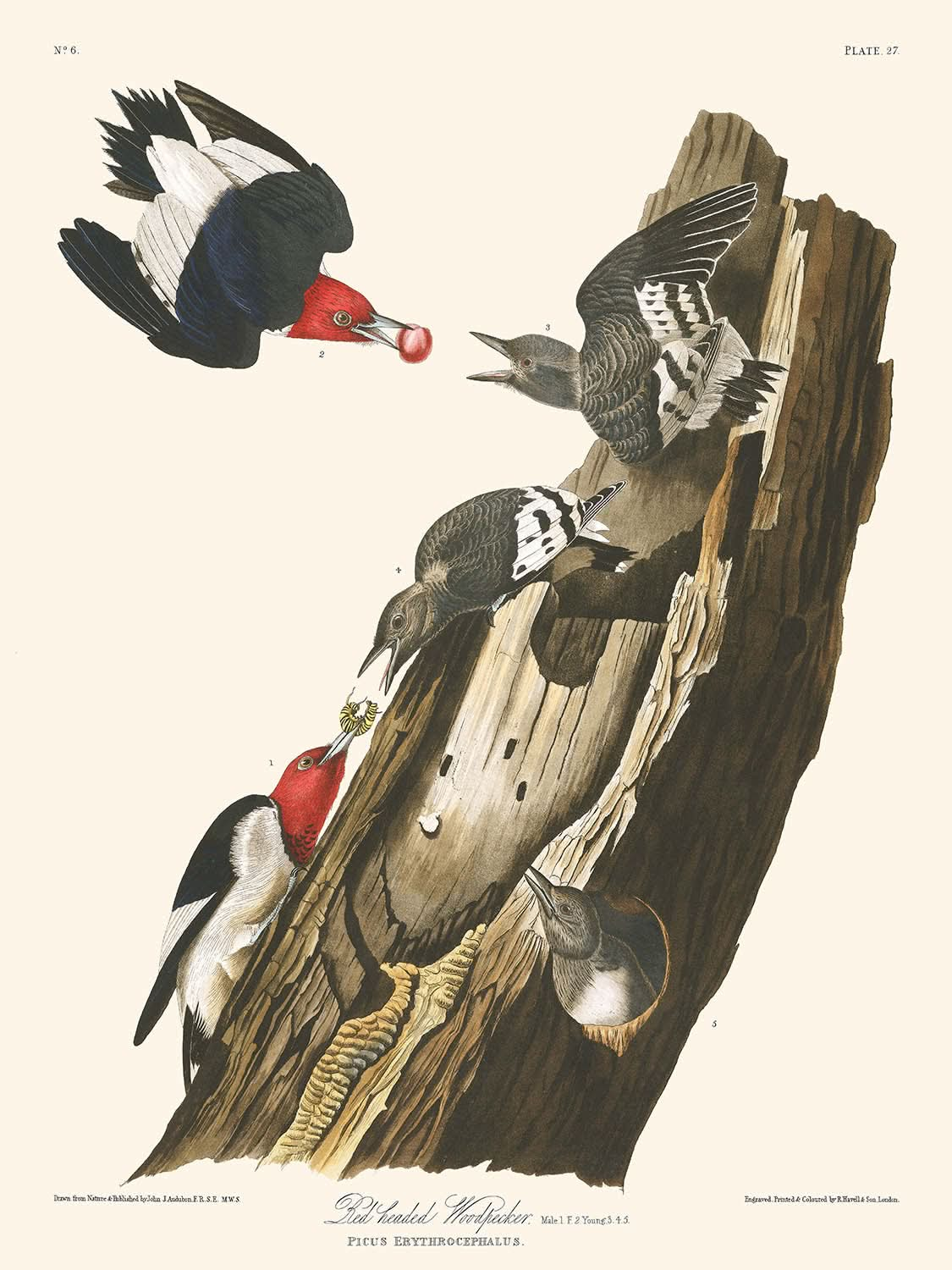 Pic à tête rouge par John James Audubon 1827