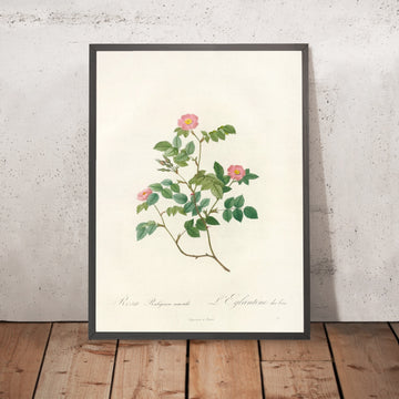 A framed image of Sweet Briar (Rosa rubiginosa nemoralis) by Pierre Joseph Redouté, 1817