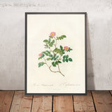 Sweet Briar (Rosa rubiginosa nemoralis) by Pierre Joseph Redouté, 1817