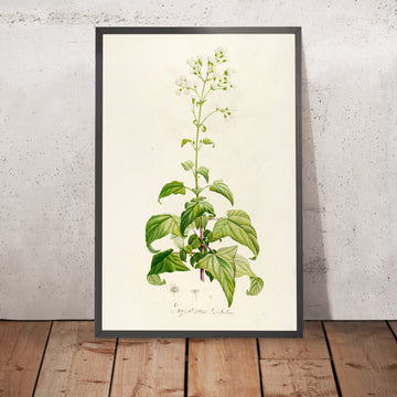 A framed image of Eupatorium Dolichum (Plate 14) by Pierre Joseph Redouté, 1813