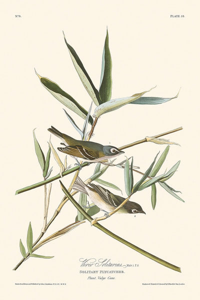 Vireo solitario de John James Audubon, 1827