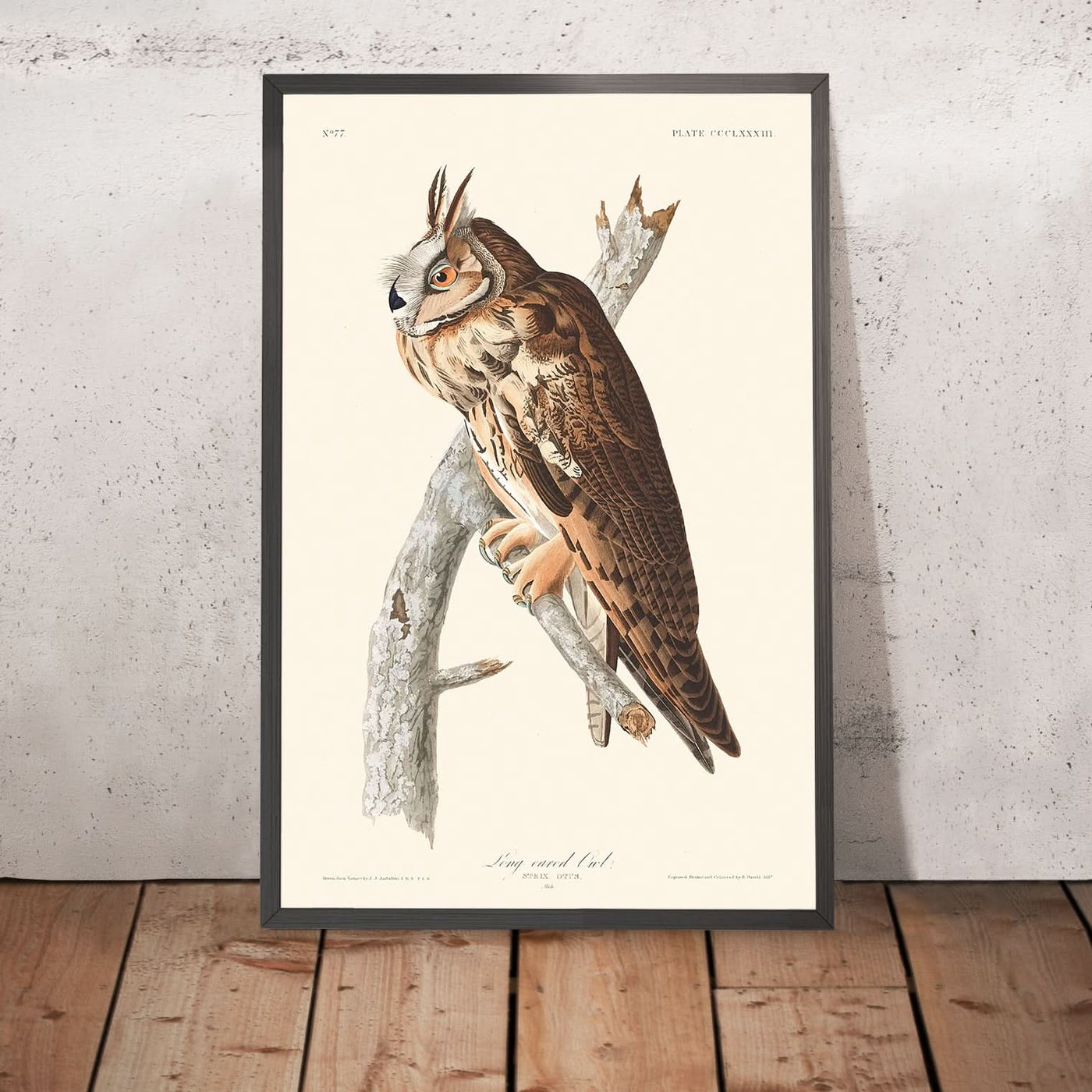 Long-eared Owl by John James Audubon, 1827