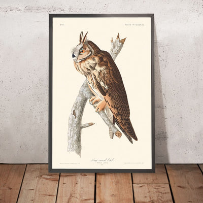 Hibou moyen-duc par John James Audubon, 1827