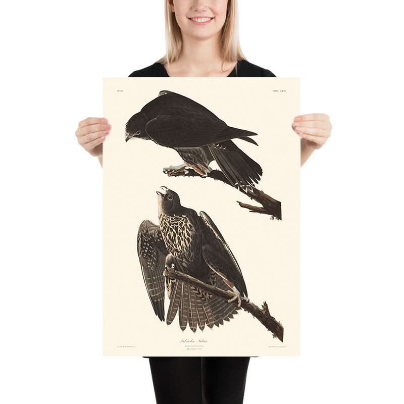 Falco Labrador di John James Audubon, 1827 