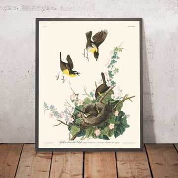 Chat dal petto giallo di John James Audubon, 1827 