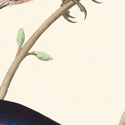 Präriestar von John James Audubon, 1827