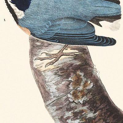 Rotkehl-Meerbuschfink von John James Audubon, 1827