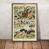 Birds (1) by Adolphe Millot, 1890 - Fowl, Flamingo, Seabirds, Flightless Birds
