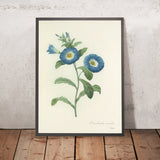 Dwarf Morning Glory (Convolvulus tricolor, Plate 43) by Pierre Joseph Redouté, 1827