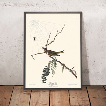 Vireo dagli occhi rossi di John James Audubon 1827 