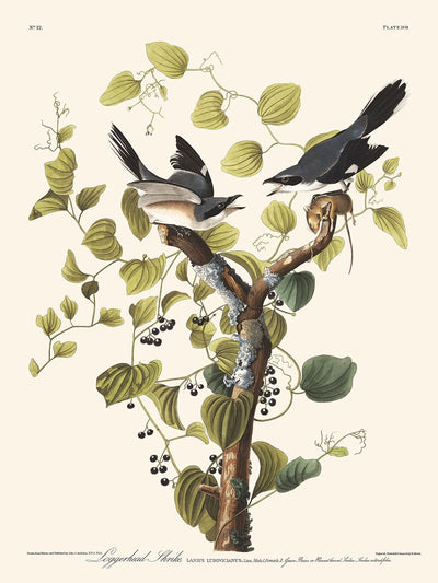 Pie-grièche migratrice par John James Audubon, 1827