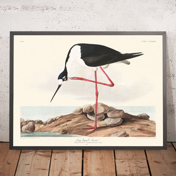 Avocetta a lunghe zampe di John James Audubon, 1827 