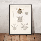 Ticks (Ixodes boarum, Plate 13) by Frederick DuCane Godman, 1879