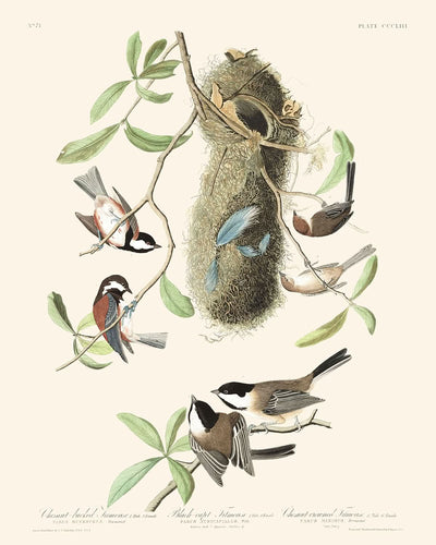 Mésange à dos marron Mésange à tête noire et Mésange à tête marron par John James Audubon 1827