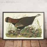 Grande Poule Américaine de 'Oiseaux d'Amérique' par John James Audubon, 1827 