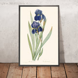 Botanische Illustration von Iris Germanica von Pierre-Joseph Redouté, 1827 