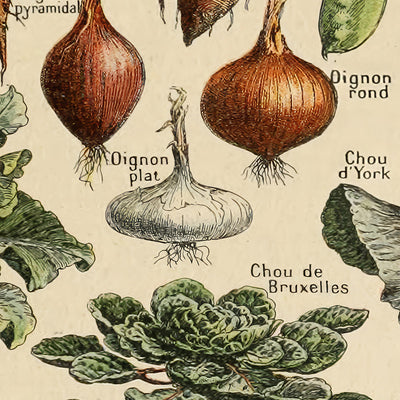Legumes by Adolphe Millot, 1890