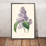 Illustration botanique de lilas par Pierre-Joseph Redouté, 1827 