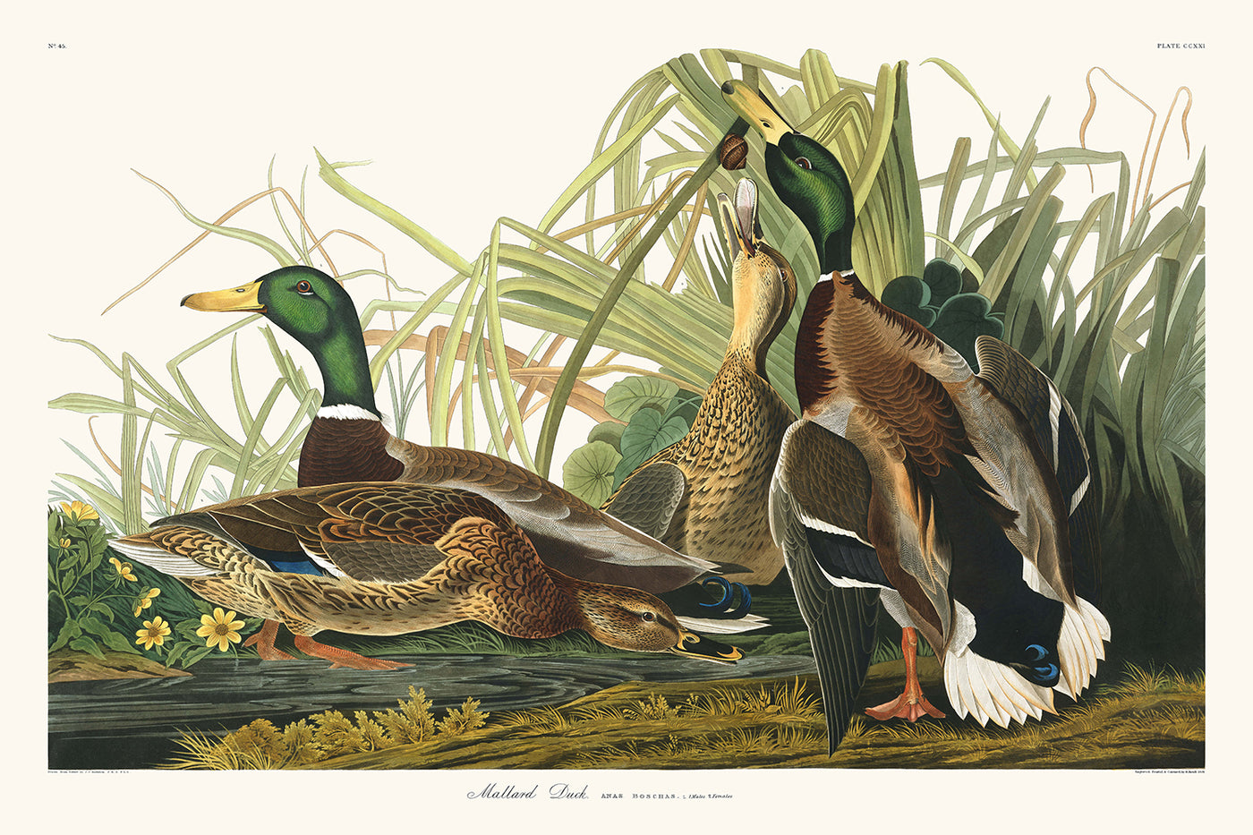 Mallard Ducks from 'Birds of America' by John James Audubon, 1827