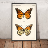 Monarchfalter (Danais Archippus) Illustration von Sherman Denton, 1900 