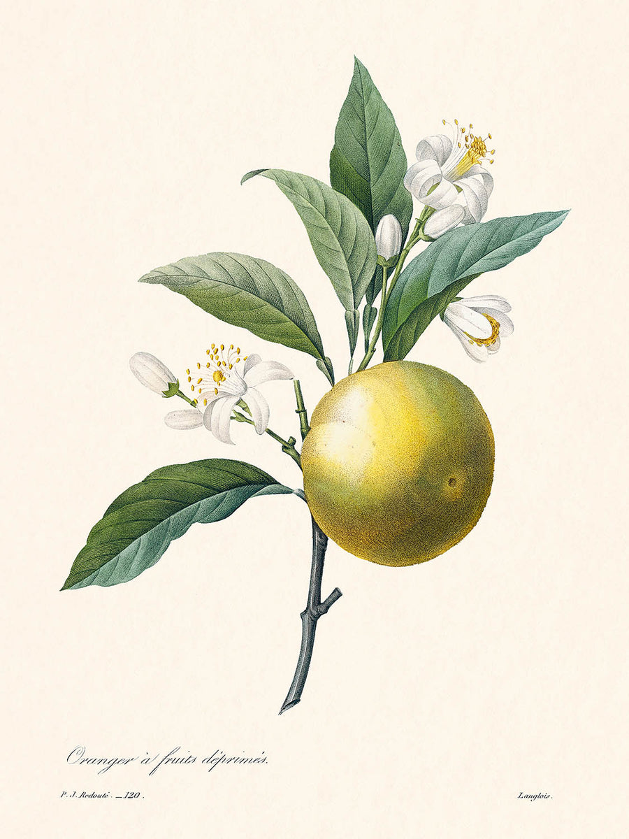 Illustrazione botanica dell&