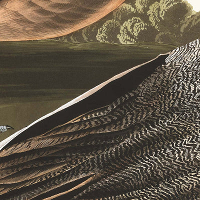 Canard à queue épingle (Pilet) de « Birds of America » de John James Audubon, 1827