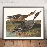 Anatra dalla coda a punta (Pintail) da 'Uccelli d'America' di John James Audubon, 1827 