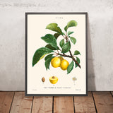 Pflaume Botanische Illustration von Pierre-Joseph Redouté, 1827 