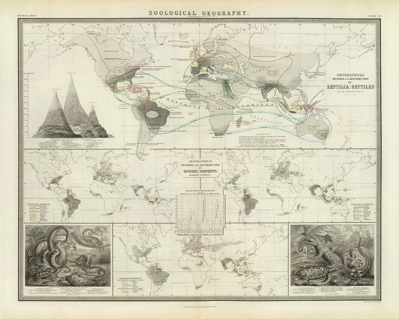 Alte Weltkarte der Reptilienverteilung von Johnston, 1856: Schlangen, Eidechsen und andere Reptilienillustrationen