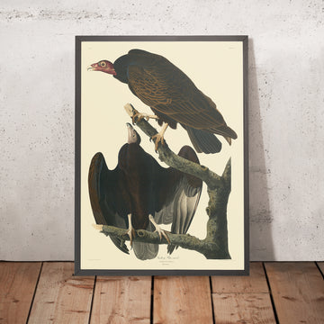 Buse à dinde tirée de « Birds of America » de John James Audubon, 1827