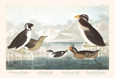 Guillemots & Auks (Aves marinas) por John James Audobon, 1827 - Bellas Artes personalizadas