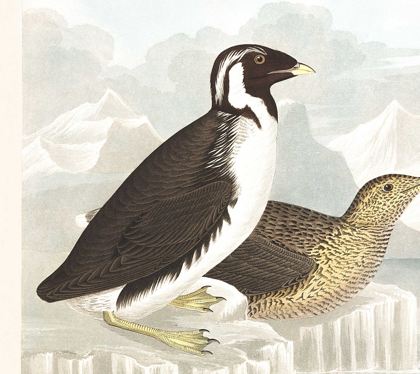 Trottellumme & Auk (Seevögel) von John James Audobon, 1827 - Personalisierte Kunst