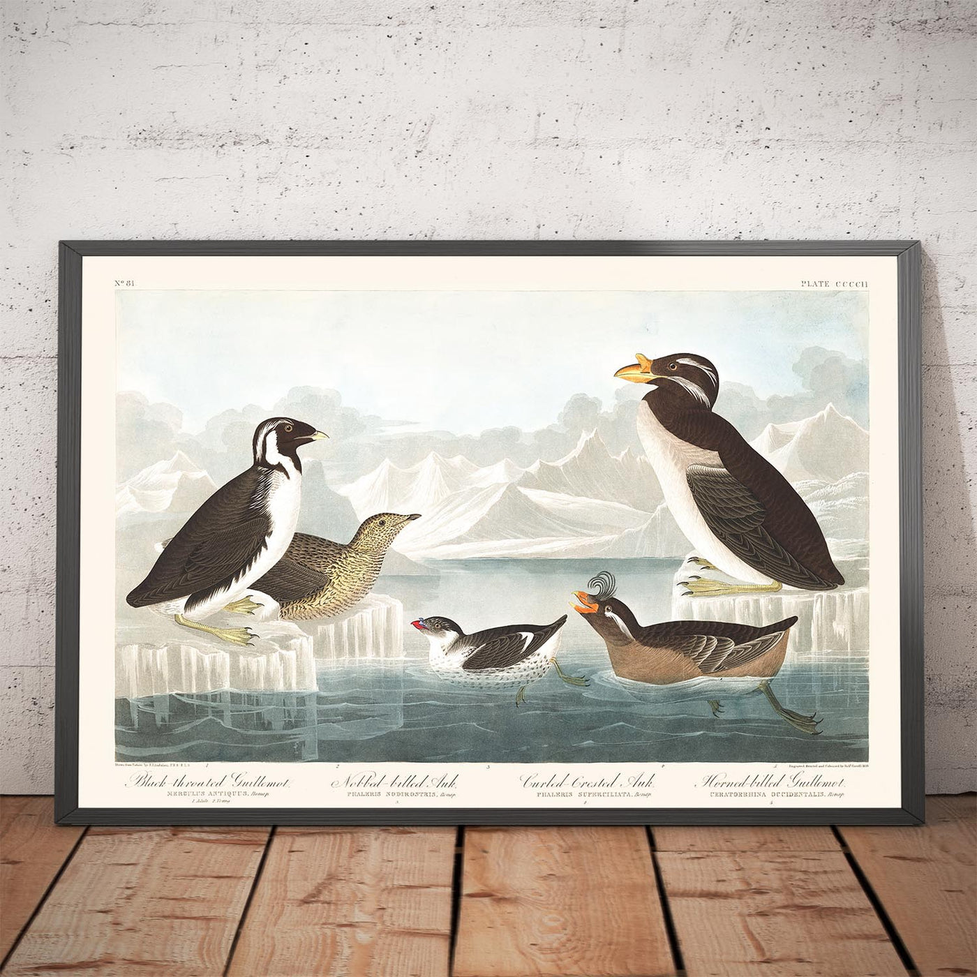 Guillemots et pingouins (oiseaux de mer) par John James Audobon, 1827 - Beaux-arts personnalisés