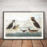 Dickschnabellummen & Alken (Mewen) von John James Audubon, 1827 