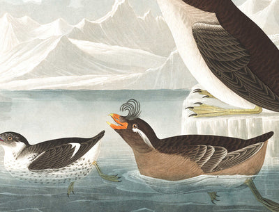 Guillemots & Auks (Aves marinas) por John James Audobon, 1827 - Bellas Artes personalizadas