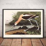 Avoceta Americana de John James Audubon, 1827 